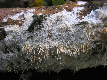 Hydnocristella himantia