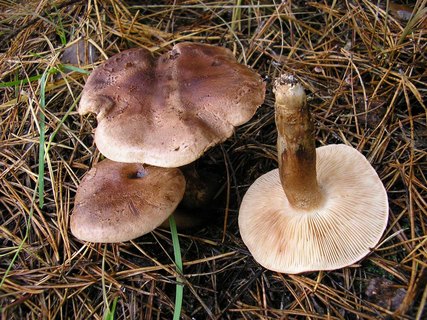 Tricholoma imbricatum