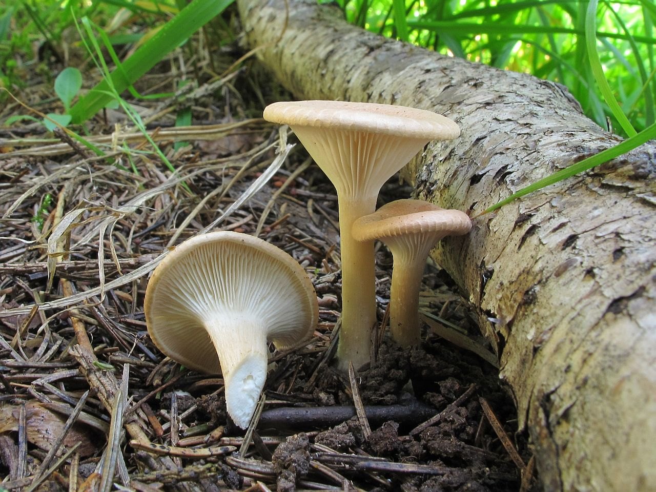 Clitocybe