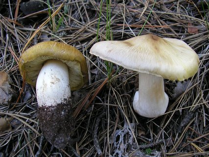 Tricholoma sejunctum