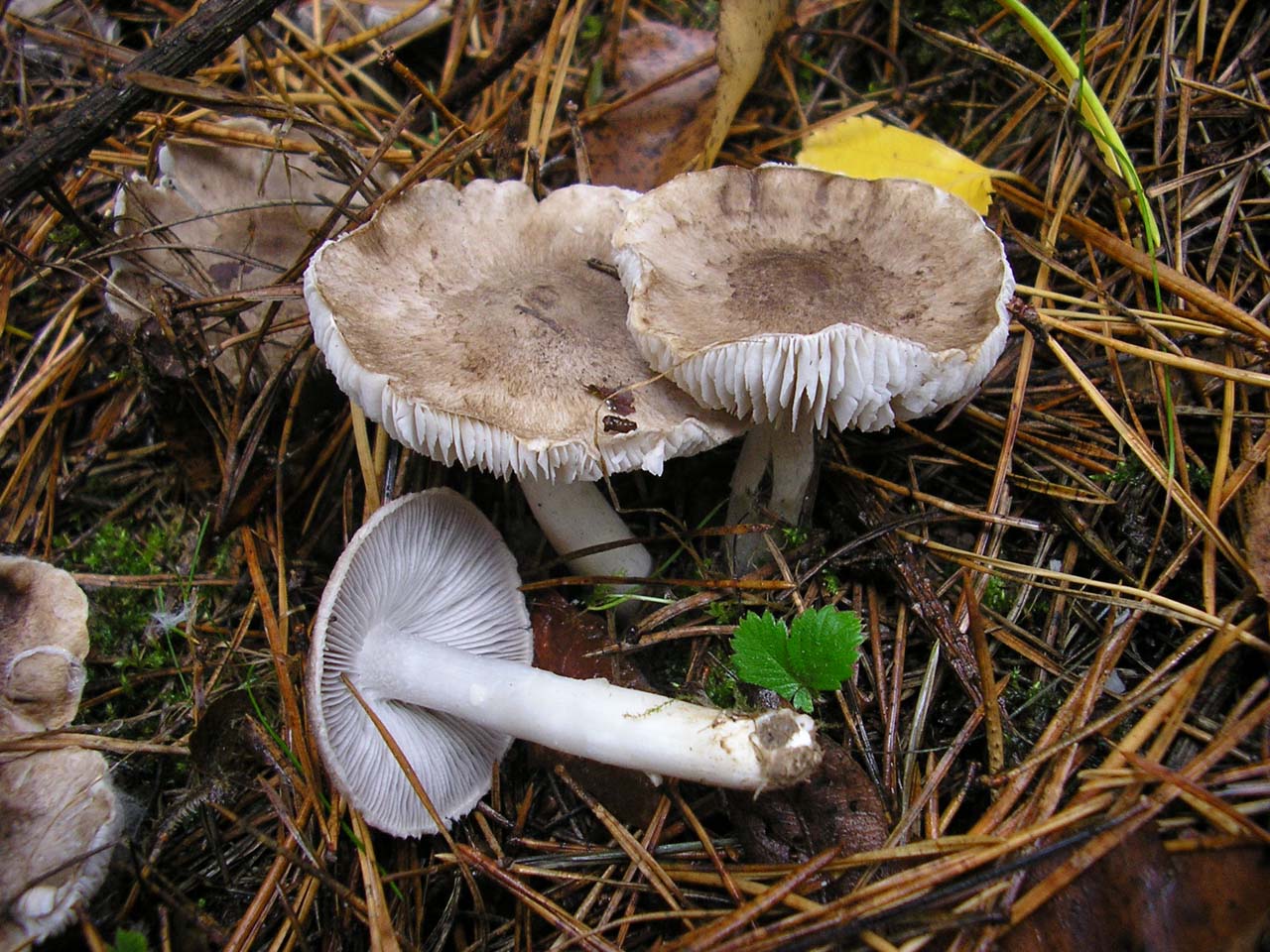 Tricholoma terreum
