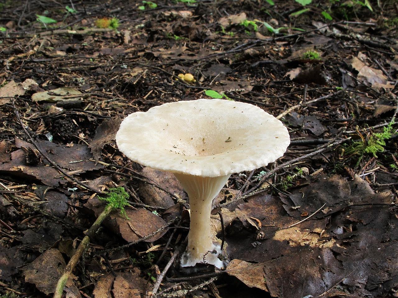 Clitocybe costata