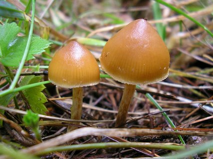 Galerina stylifera
