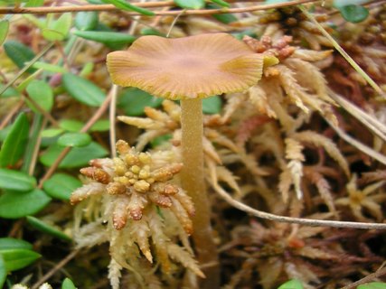 Galerina tibiicystis
