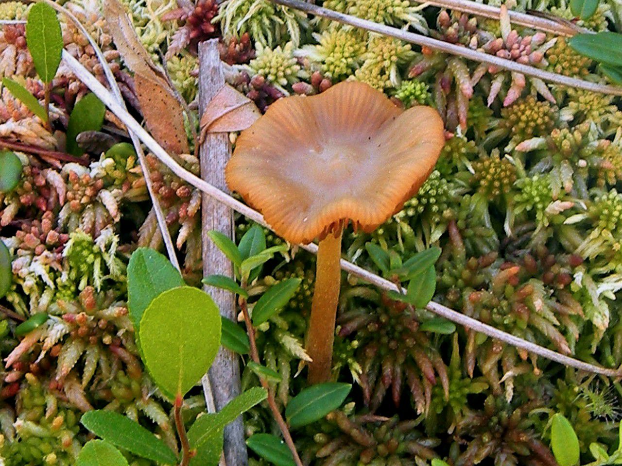 Galerina tibiicystis