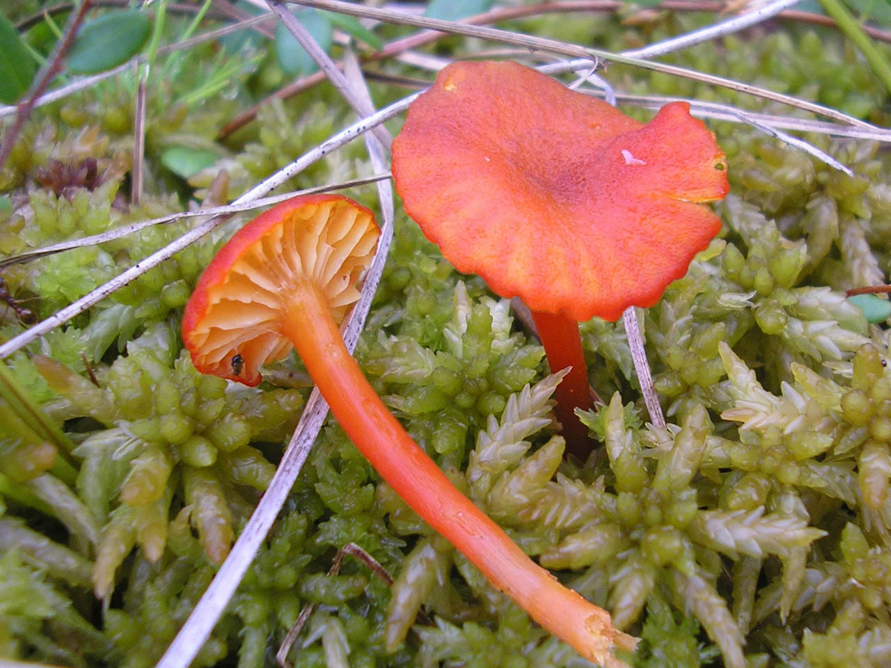 Hygrocybe helobia