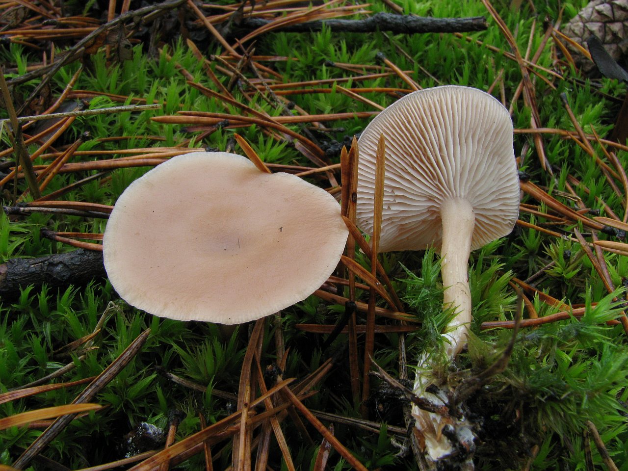Clitocybe diatreta