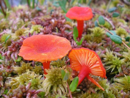 Hygrocybe helobia