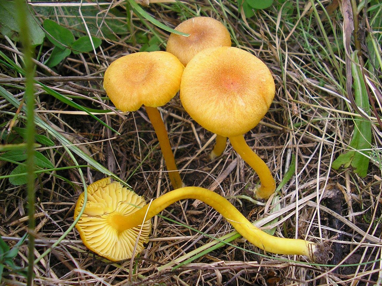 Hygrocybe swanetica