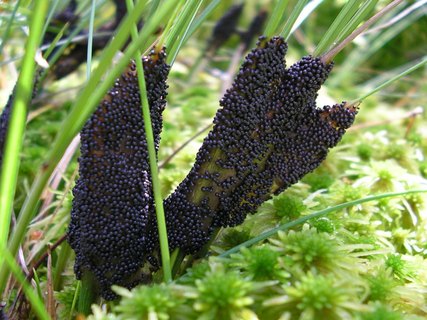 Badhamia lilacina