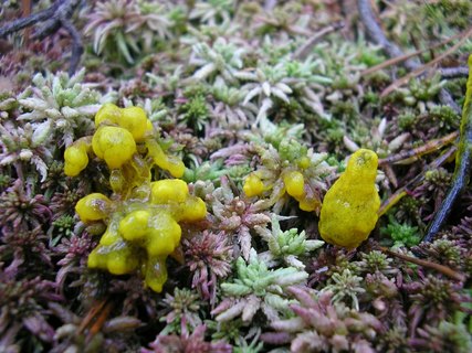 Badhamia lilacina