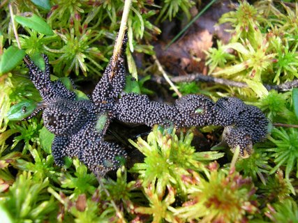 Badhamia lilacina