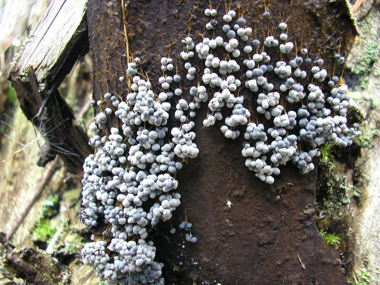 Badhamia utricularis