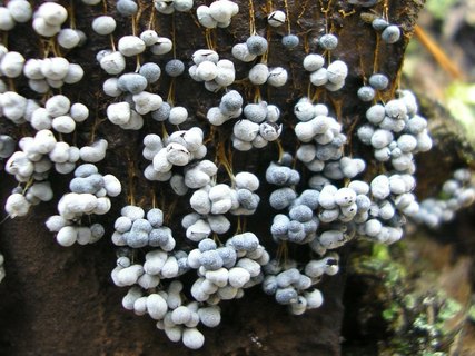 Badhamia utricularis