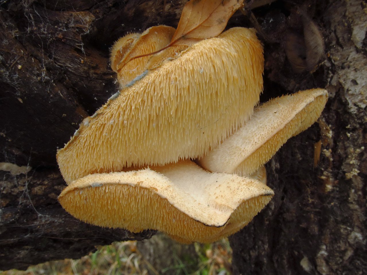 Hericium cirrhatum