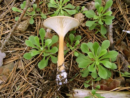 Clitocybe geotropa