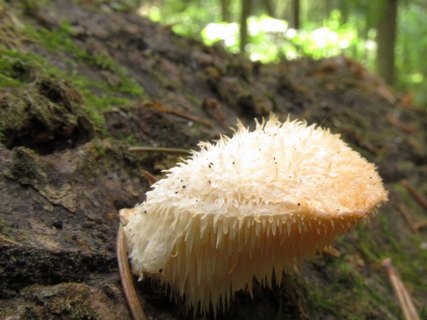Hericium cirrhatum