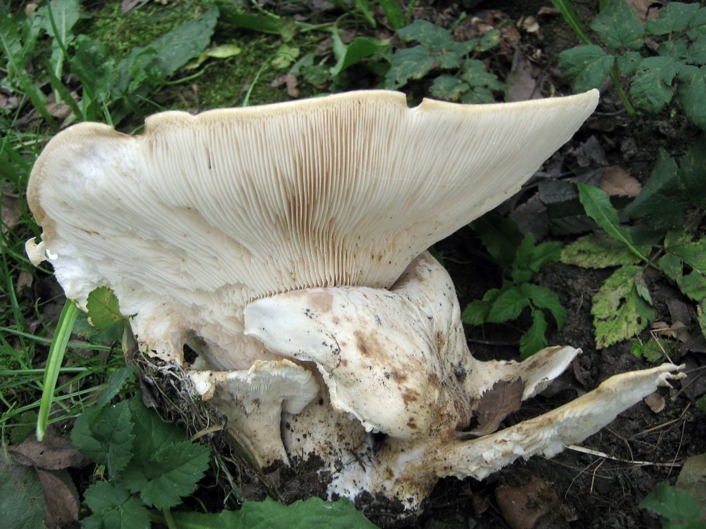 Leucopaxillus