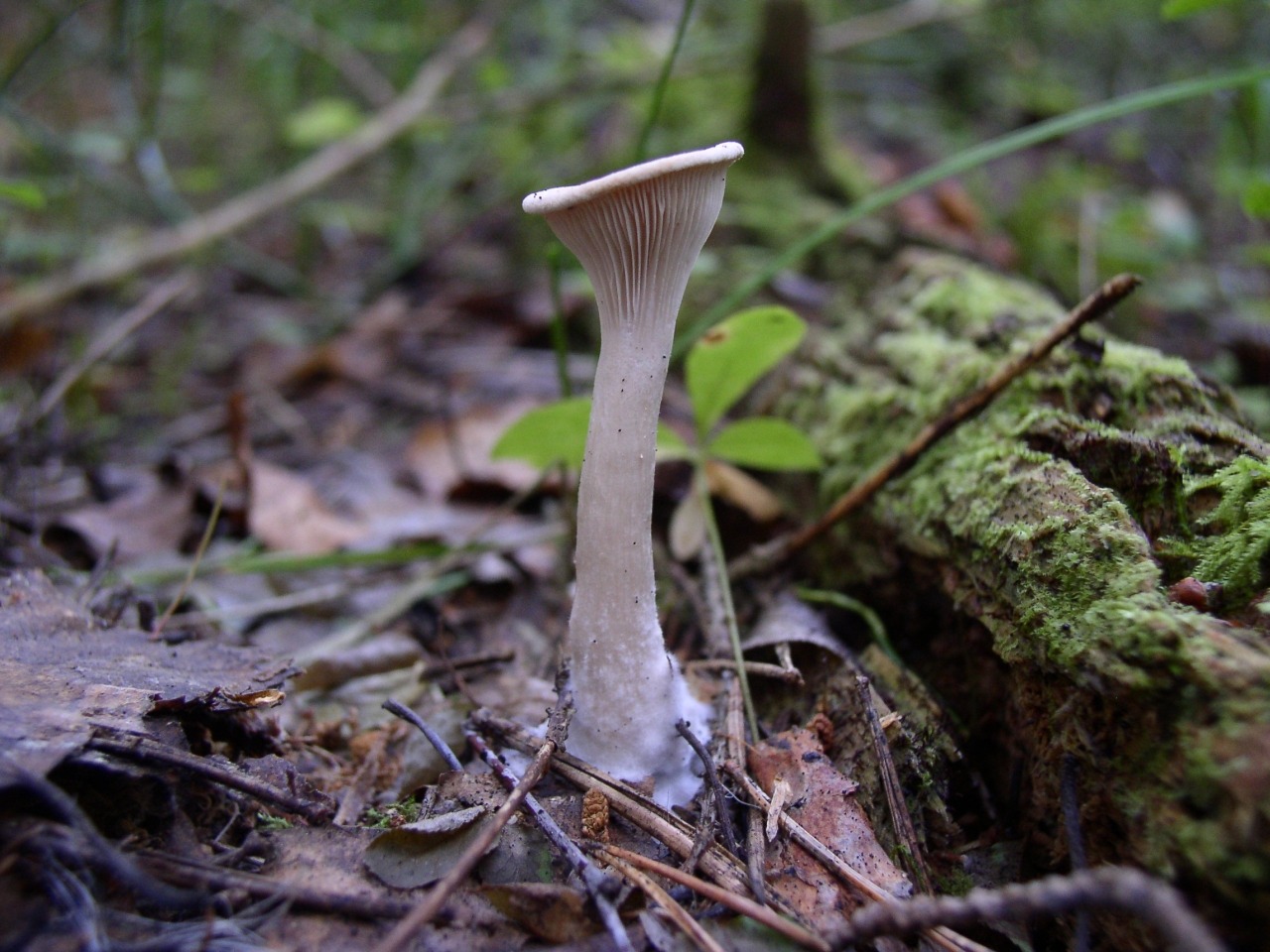 Clitocybe gibba