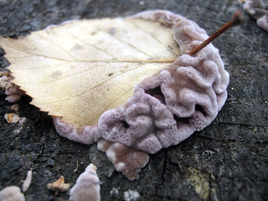 Chondrostereum