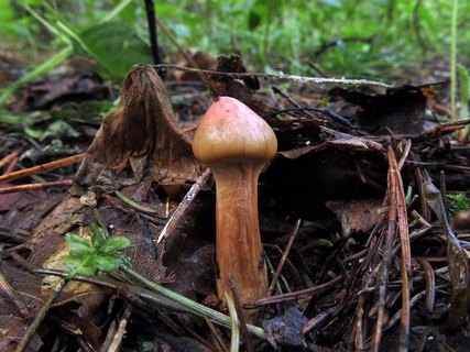 Chroogomphus rutilus