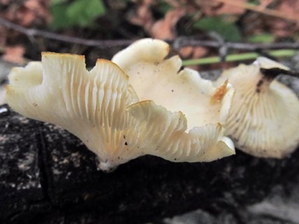 Lentinus suavissimus