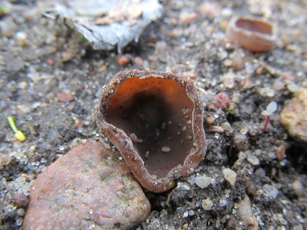 Sclerotinia