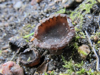 Sclerotinia ficariae
