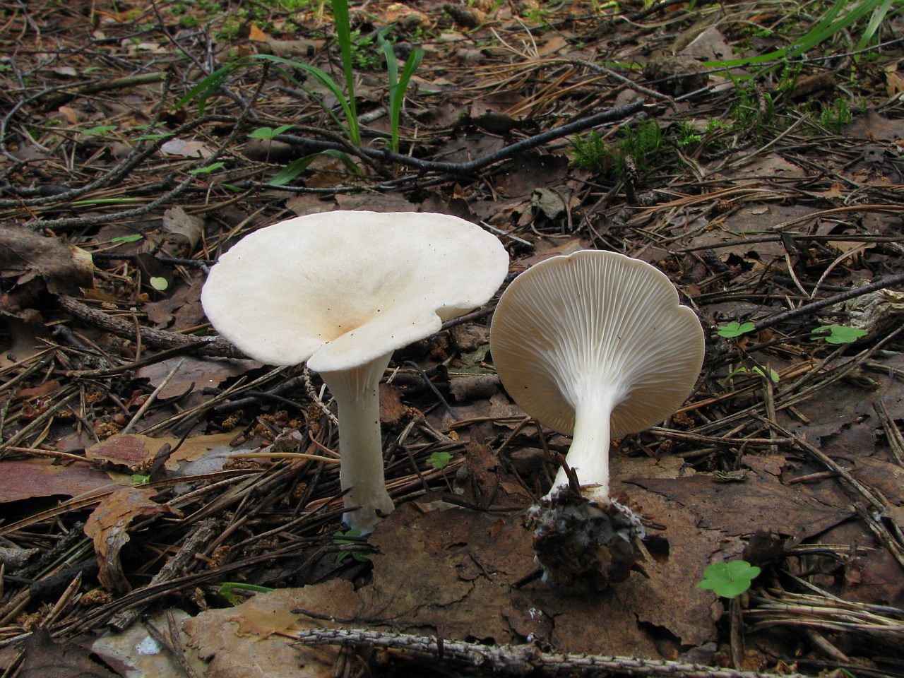 Clitocybe gibba