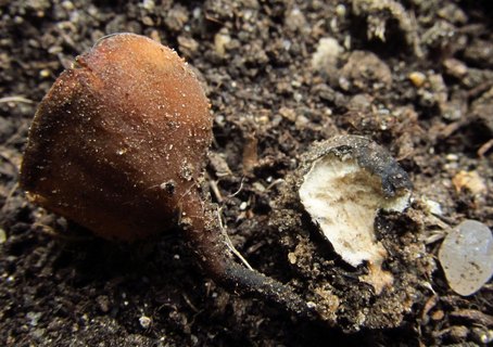 Sclerotinia ficariae
