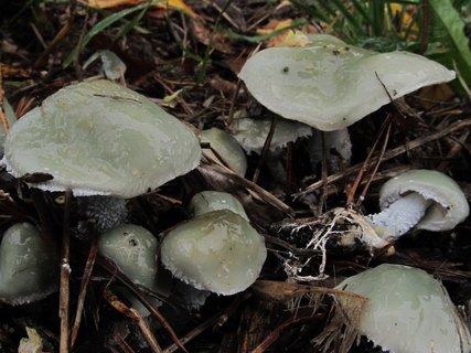 Stropharia caerulea