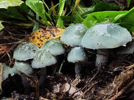 Stropharia caerulea