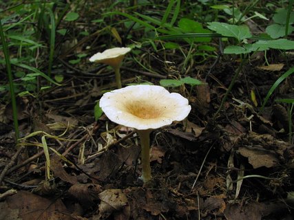 Clitocybe gibba