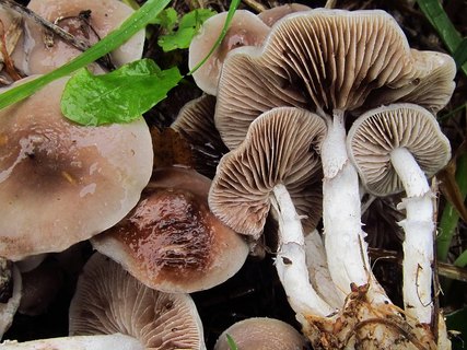 Stropharia inuncta