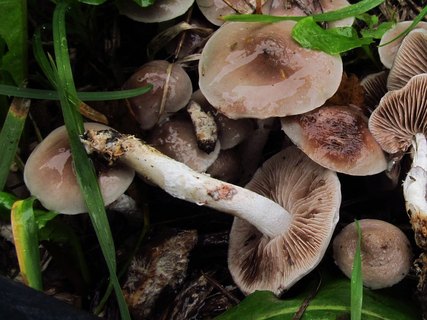 Stropharia inuncta