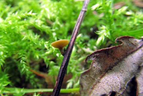 Lanzia luteovirescens