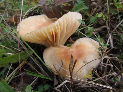 Cuphophyllus pratensis