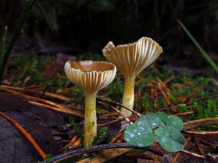 Hygrophorus hypotejus