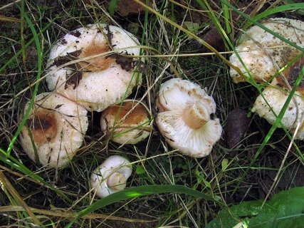 Lactarius pubescens