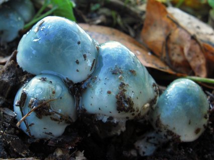 Stropharia caerulea
