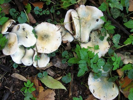 Stropharia caerulea