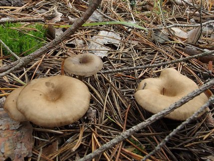 Clitocybe metachroa