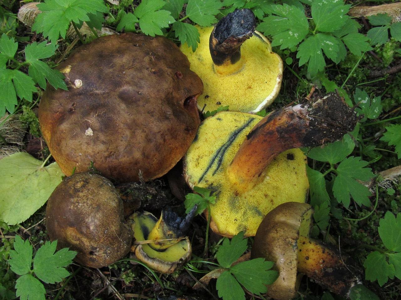Cyanoboletus