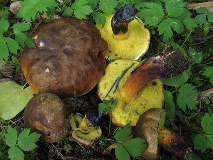 Cyanoboletus pulverulentus