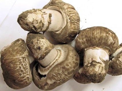 Agaricus subperonatus