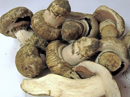 Agaricus subperonatus