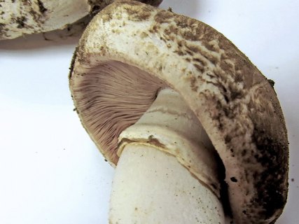 Agaricus subperonatus