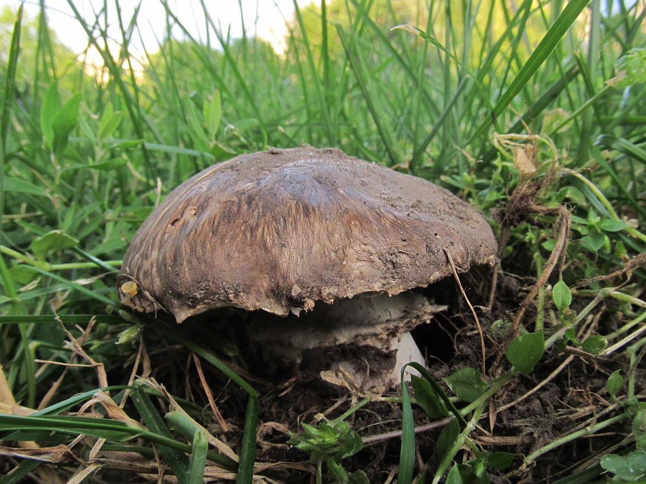 Agaricus subperonatus
