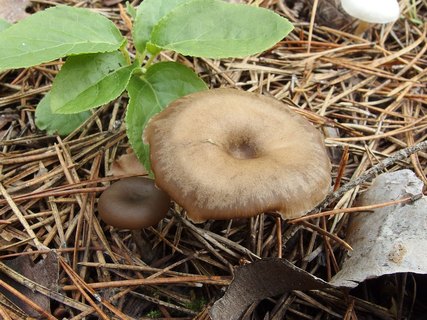 Clitocybe metachroa