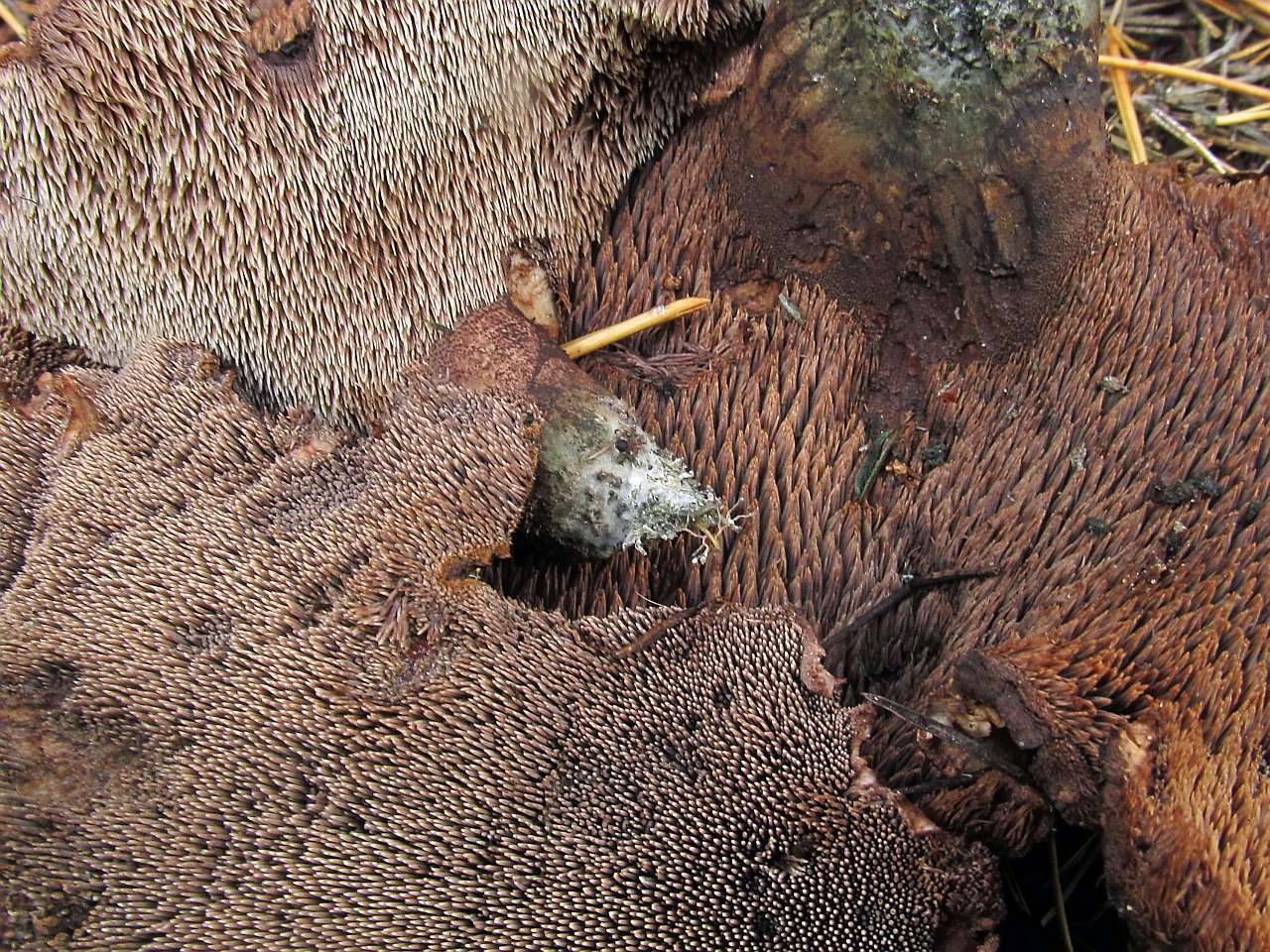 Sarcodon amarescens
